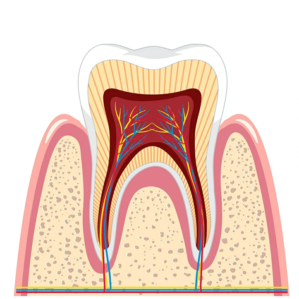 Endodontic Treatment